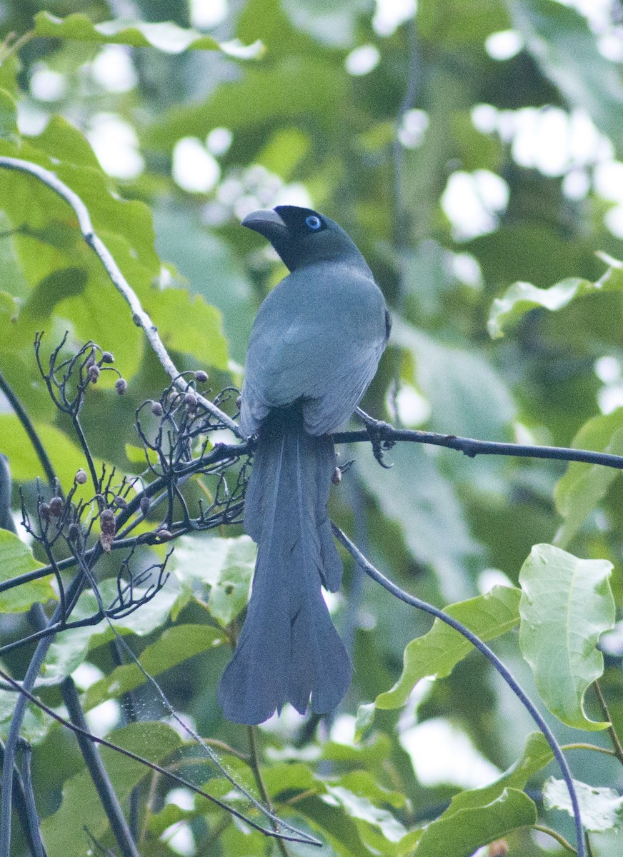 Raket Kuyruklu Saksağan - ML649048211