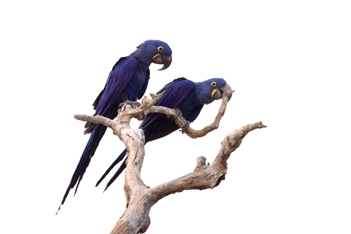 hyasintara - ML649048225