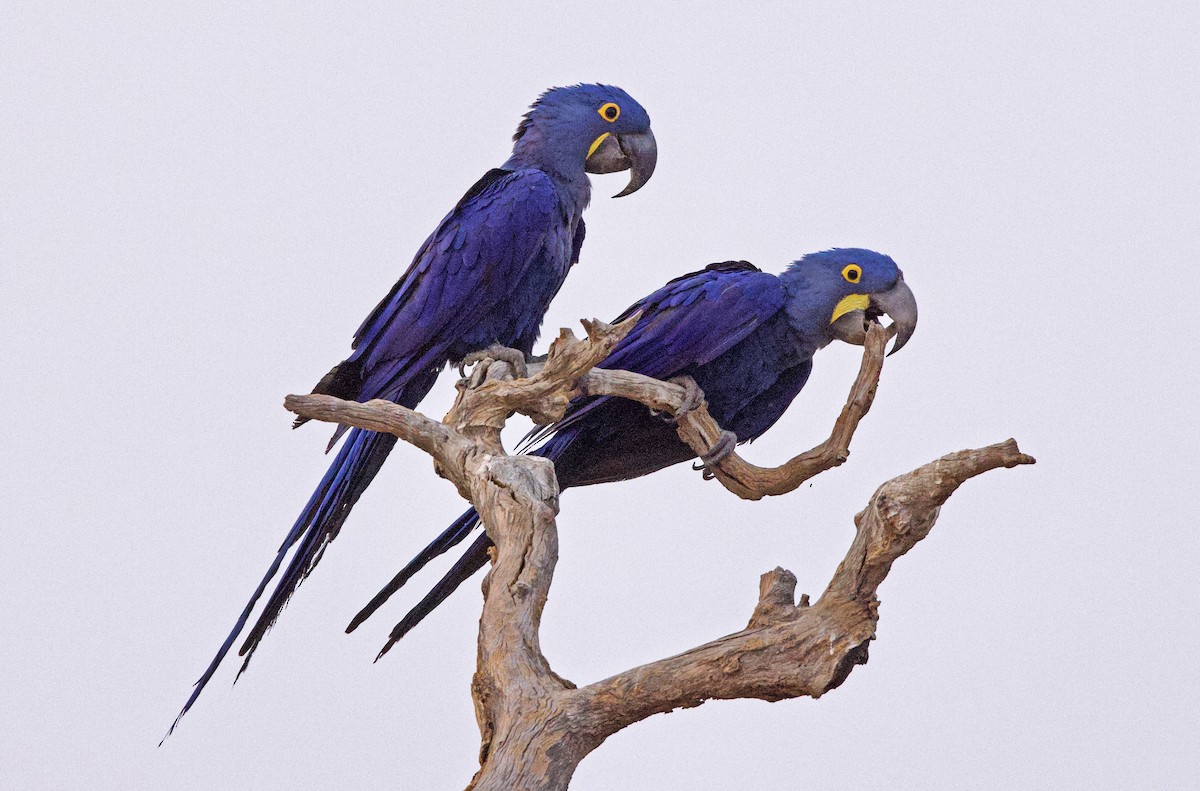 hyasintara - ML649048230