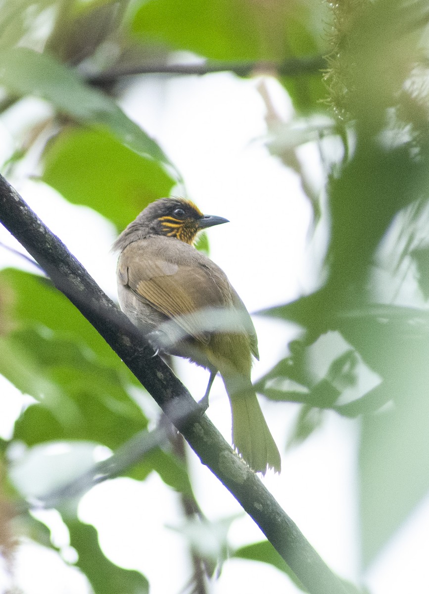 Sarı Çizgili Arapbülbülü - ML649048250