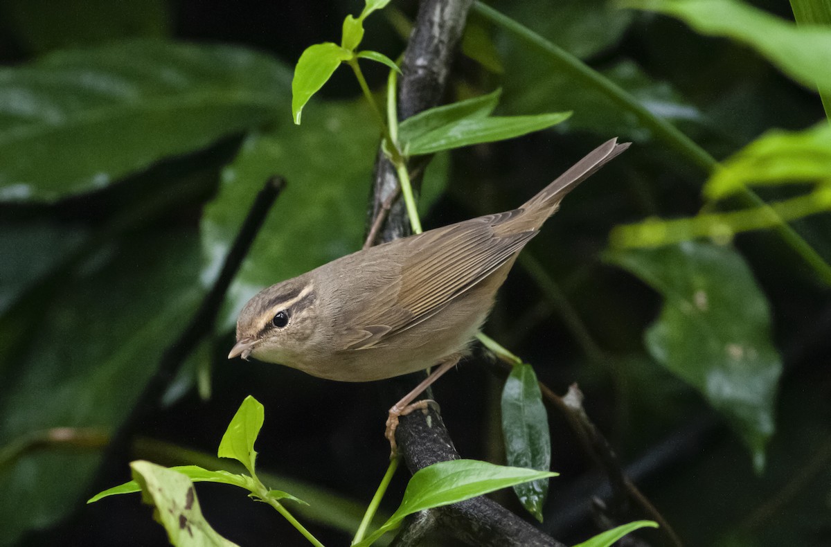 Koca Başlı Çıvgın - ML649048260