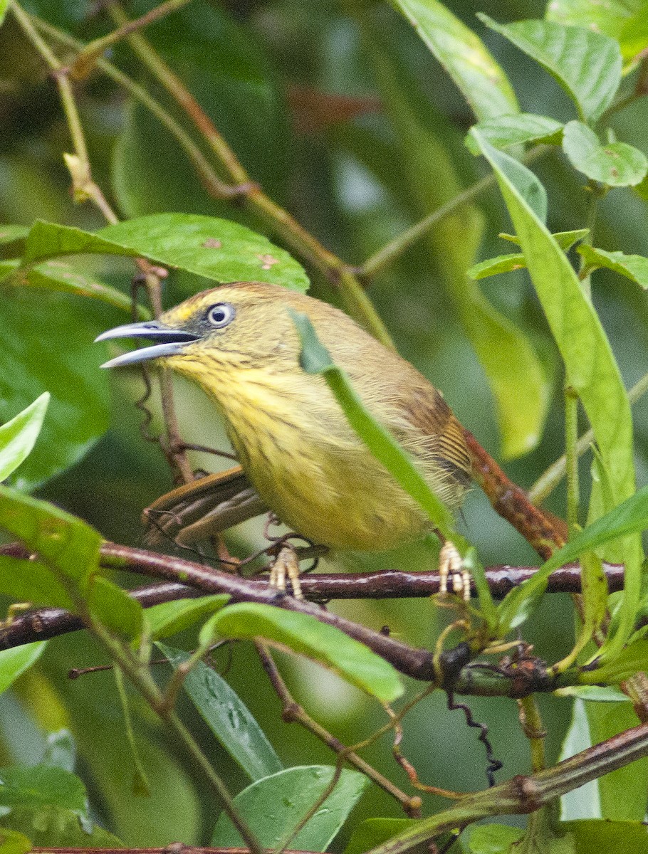 İnce Çizgili Timalya - ML649048291