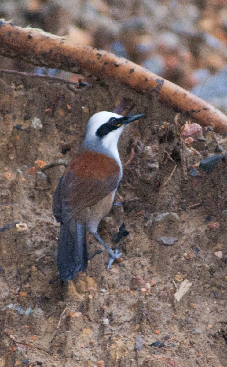 Ak Tepeli Gevezeardıç - ML649048306