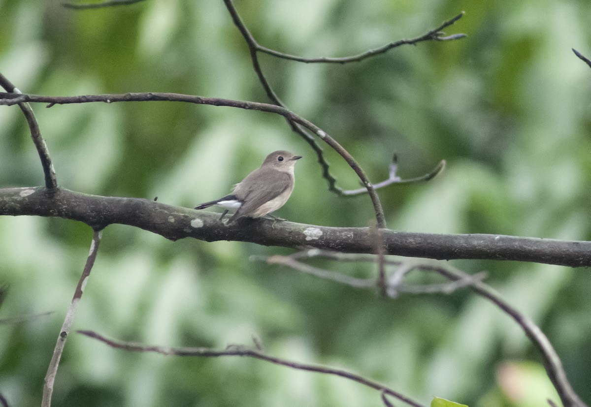 Tayga Sinekkapanı - ML649048414