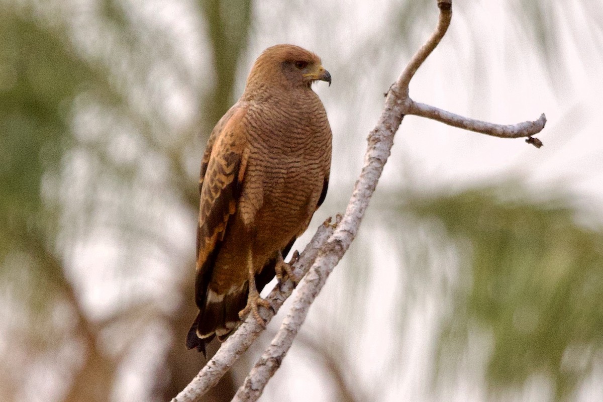 kanelvåk - ML649048419