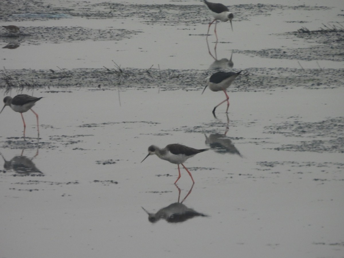 Cigüeñuela Común - ML649048486