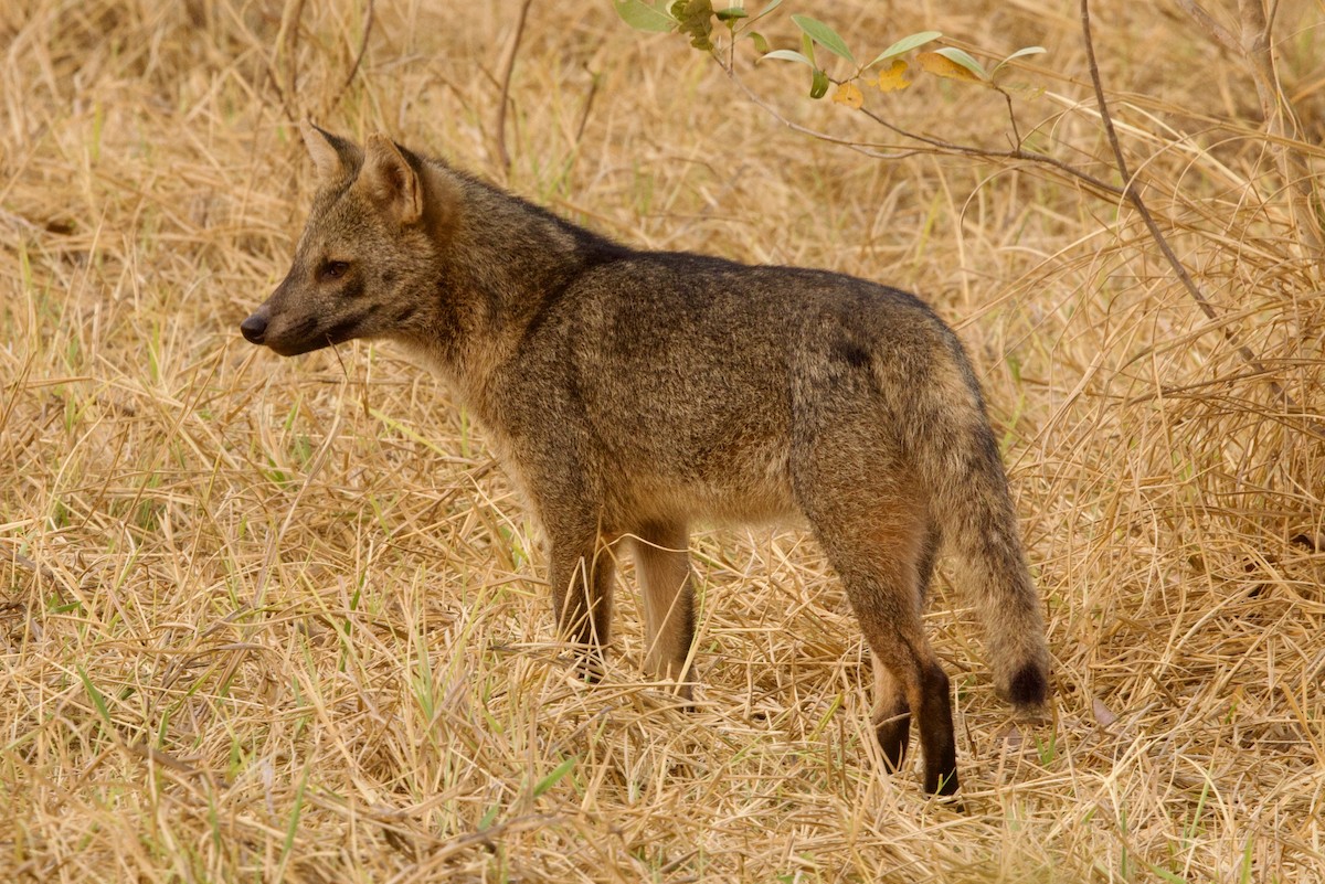 Crab-eating Fox - ML649048491