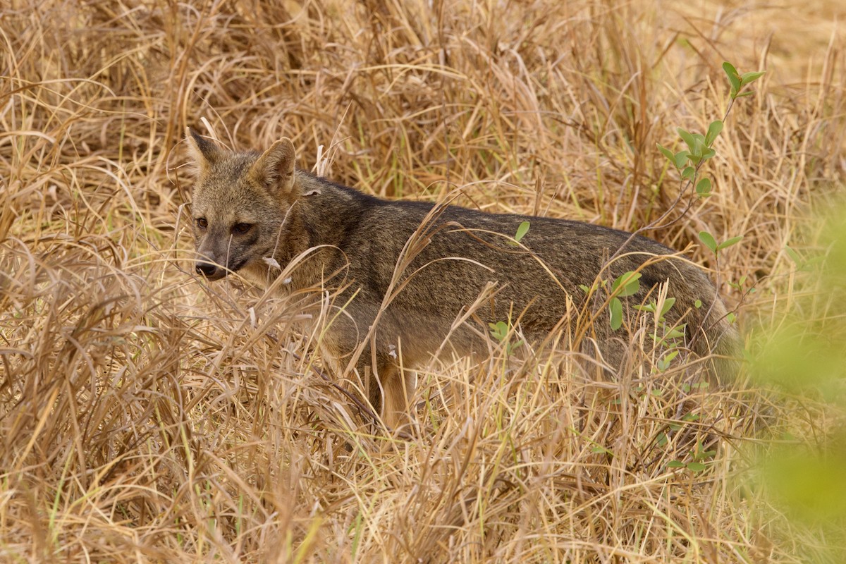Crab-eating Fox - ML649048492