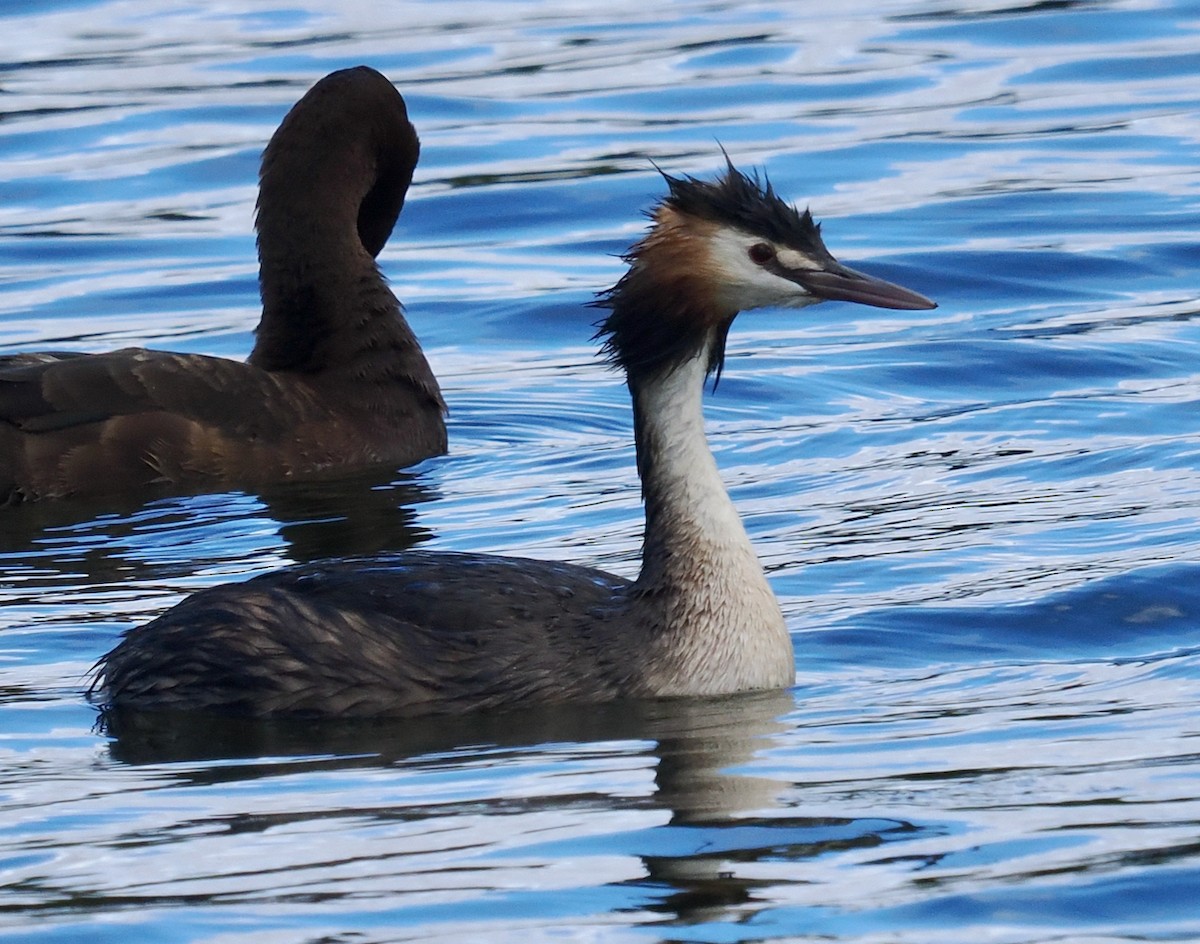 potápka roháč - ML649048515