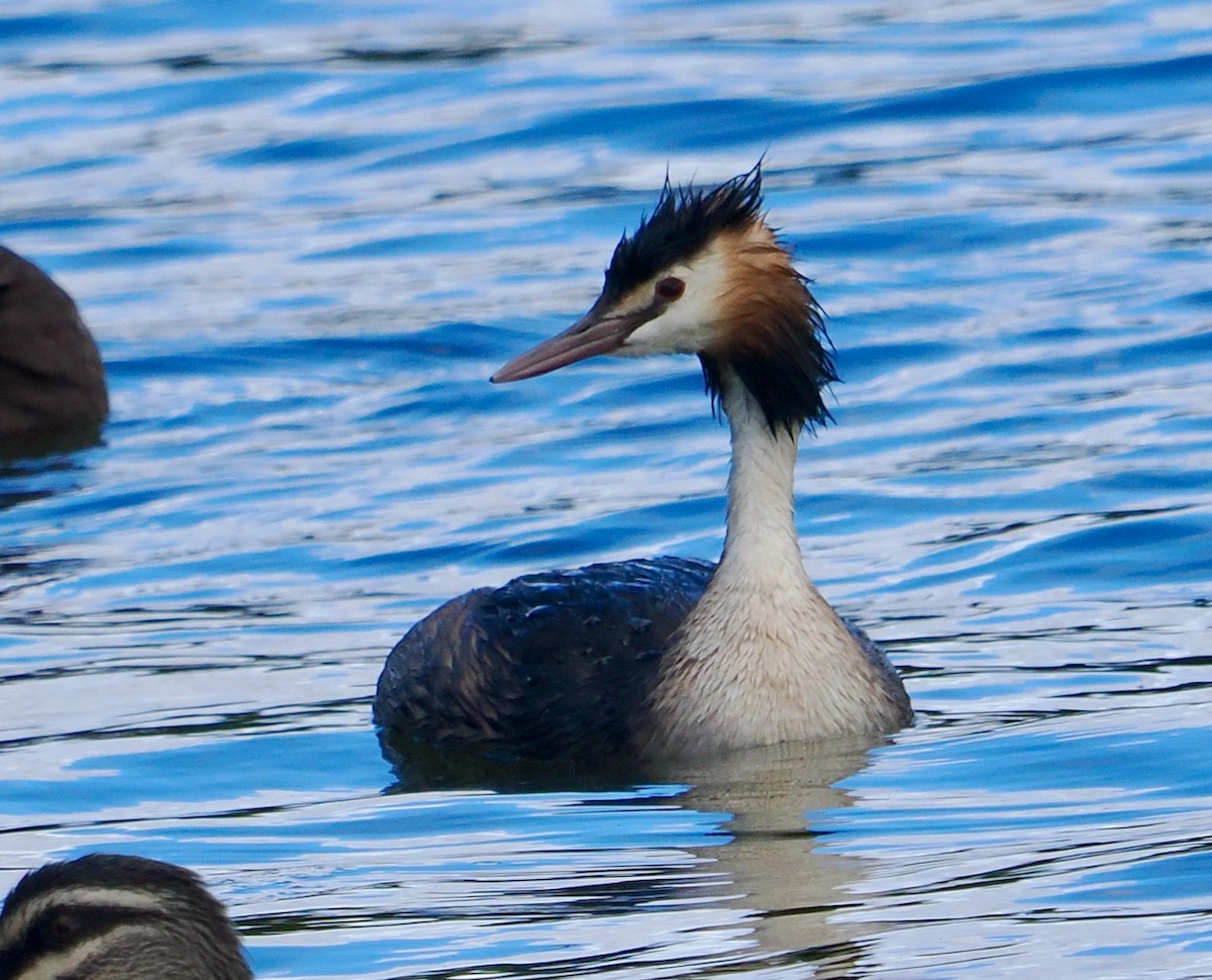 potápka roháč - ML649048516