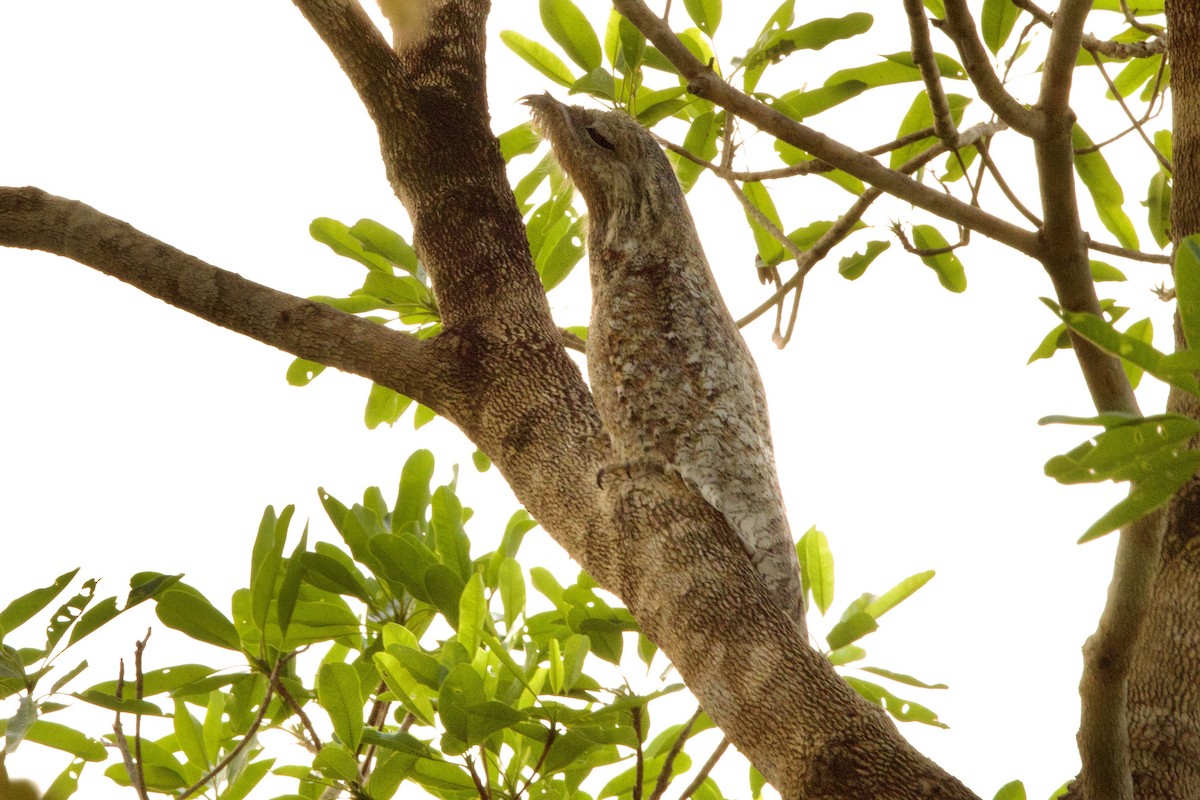 storpotu - ML649048538