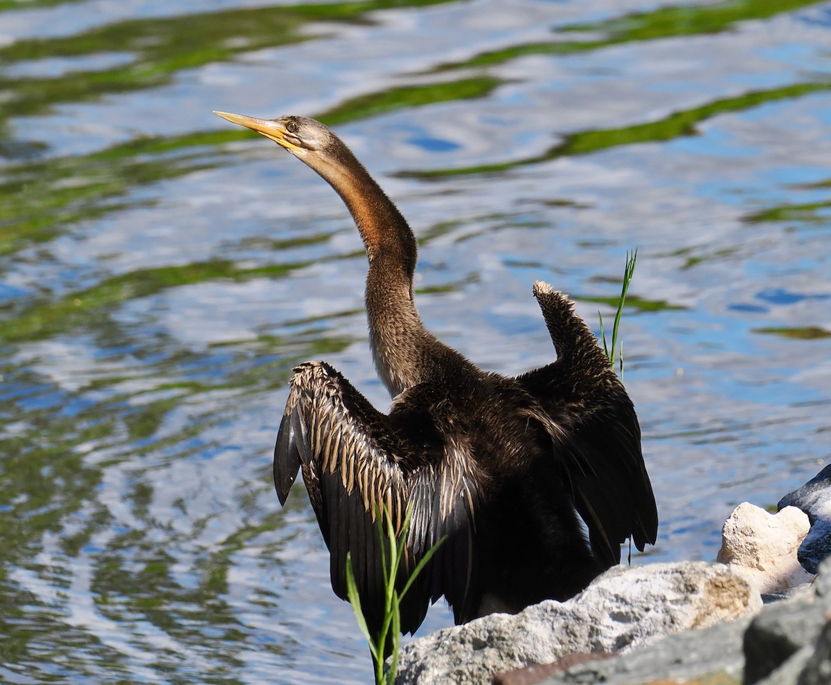 anhinga australská - ML649048541