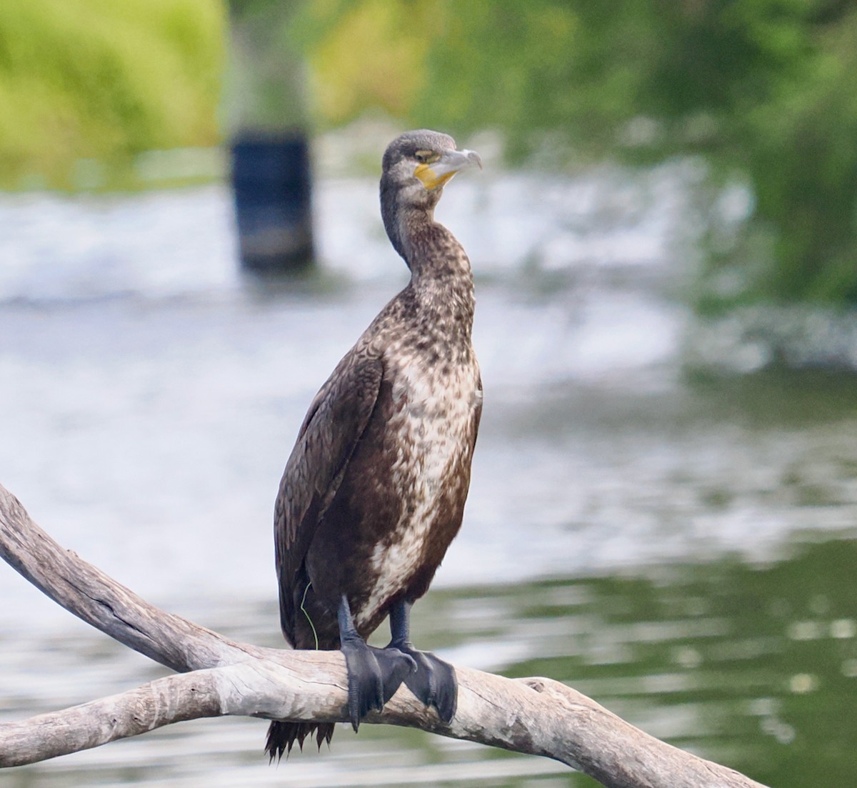 kormorán velký (ssp. novaehollandiae) - ML649048558