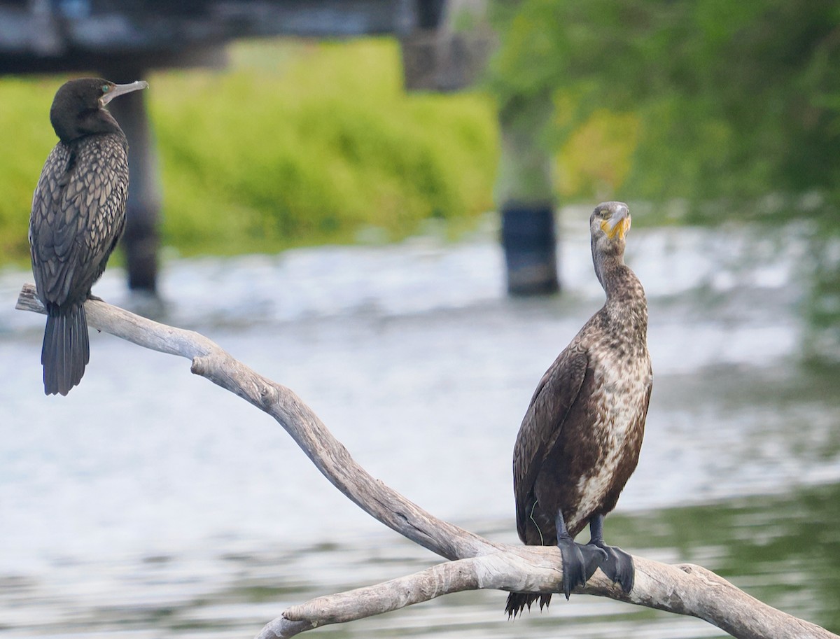 kormorán velký (ssp. novaehollandiae) - ML649048559
