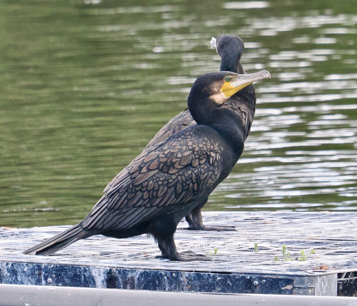 kormorán velký (ssp. novaehollandiae) - ML649048560