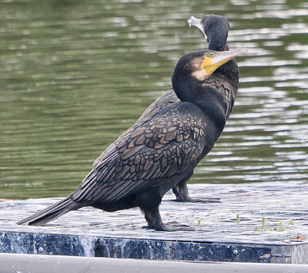 kormorán velký (ssp. novaehollandiae) - ML649048561