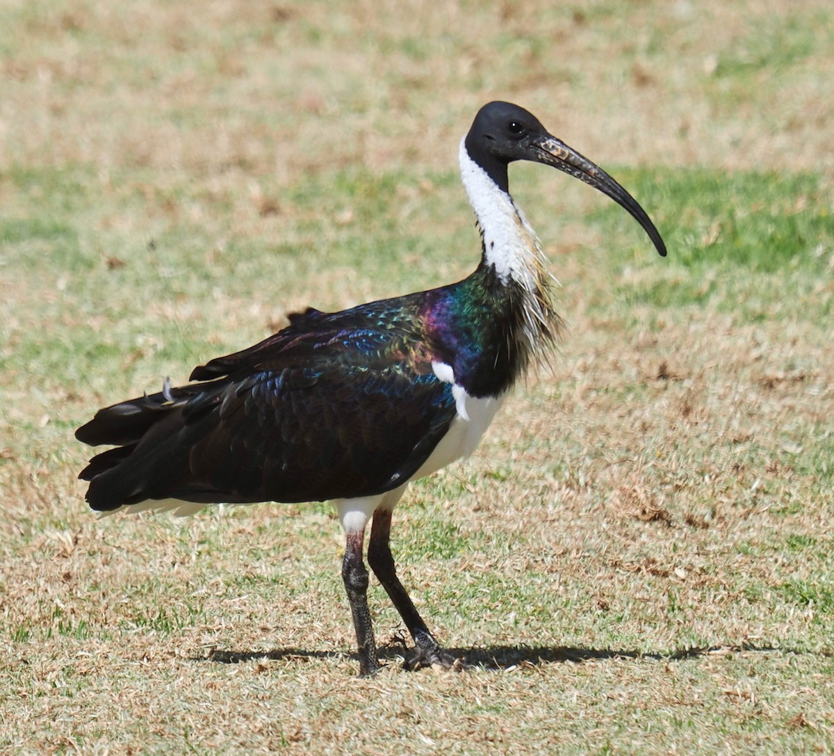 ibis slámokrký - ML649048589