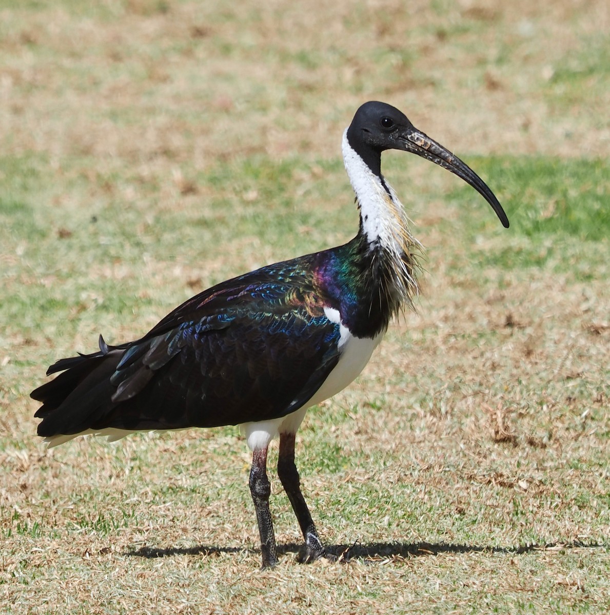 ibis slámokrký - ML649048590