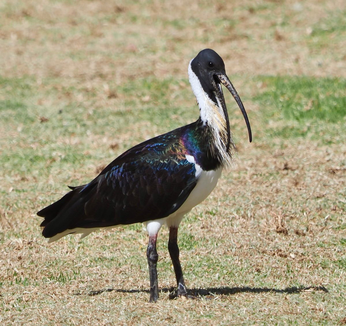 ibis slámokrký - ML649048591
