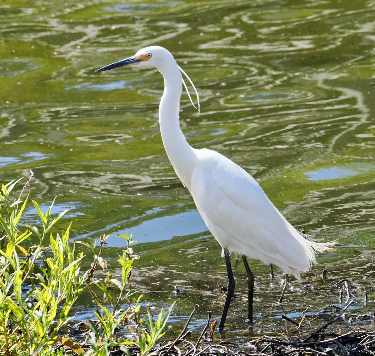 volavka stříbřitá (ssp. immaculata) - ML649048607