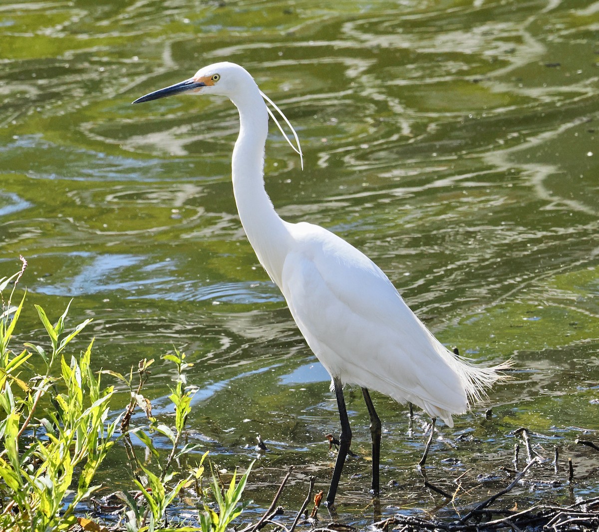 volavka stříbřitá (ssp. immaculata) - ML649048608