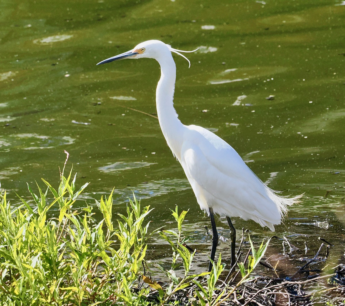 volavka stříbřitá (ssp. immaculata) - ML649048609