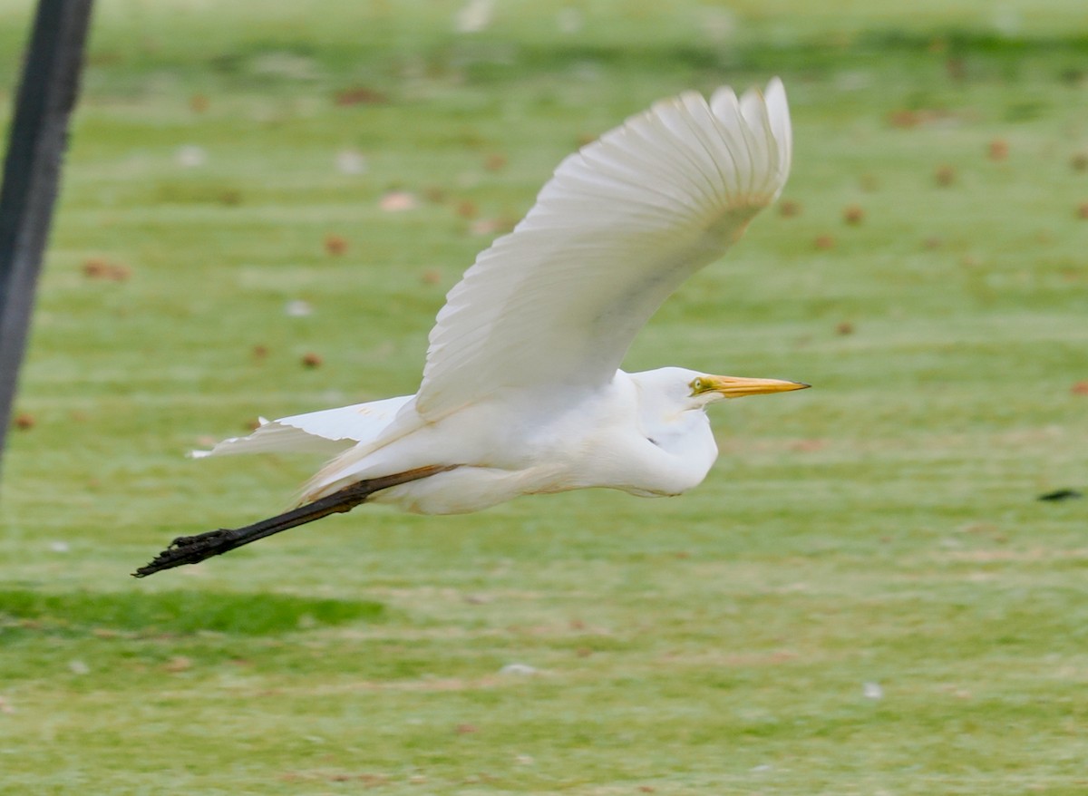 volavka bílá (ssp. modesta) - ML649048622