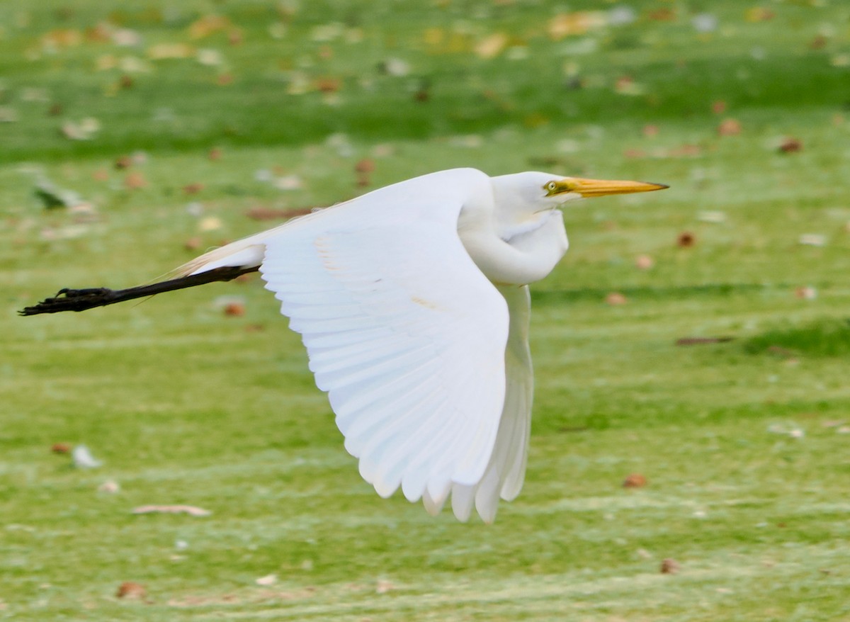 volavka bílá (ssp. modesta) - ML649048623