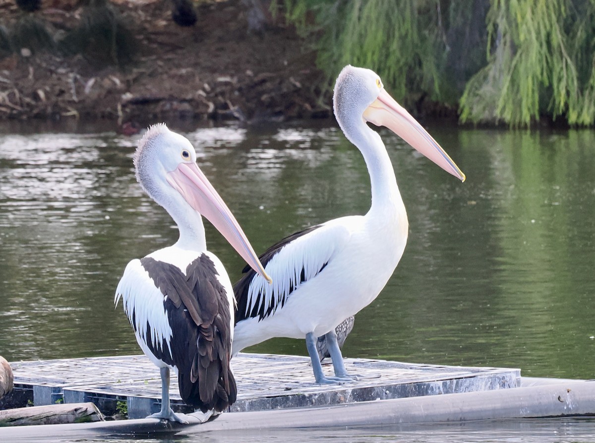 pelikán australský - ML649048639