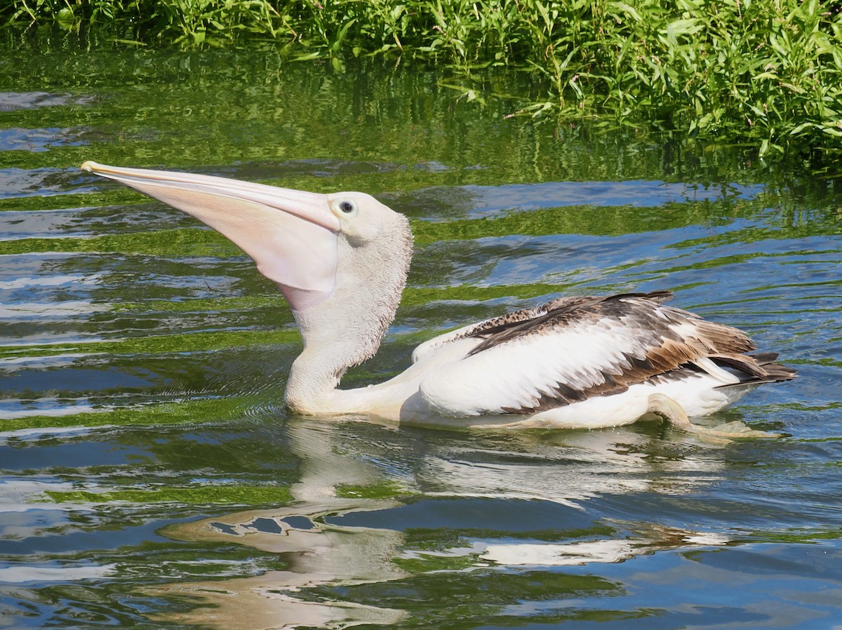 pelikán australský - ML649048640