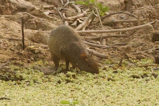 Azara's Agouti - ML649048653