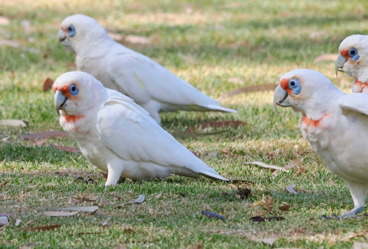 kakadu ostrozobý - ML649048659