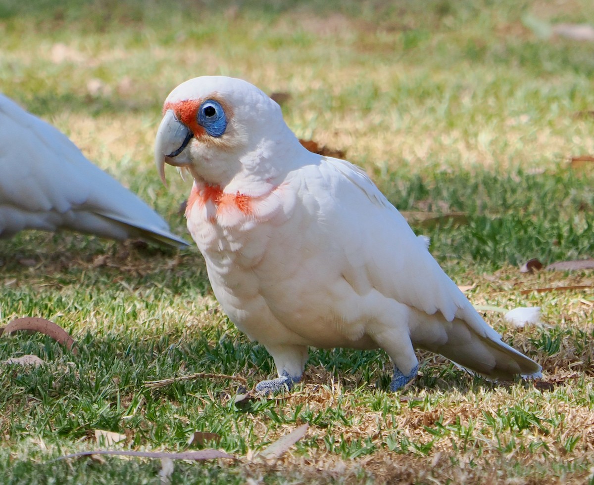 kakadu ostrozobý - ML649048660