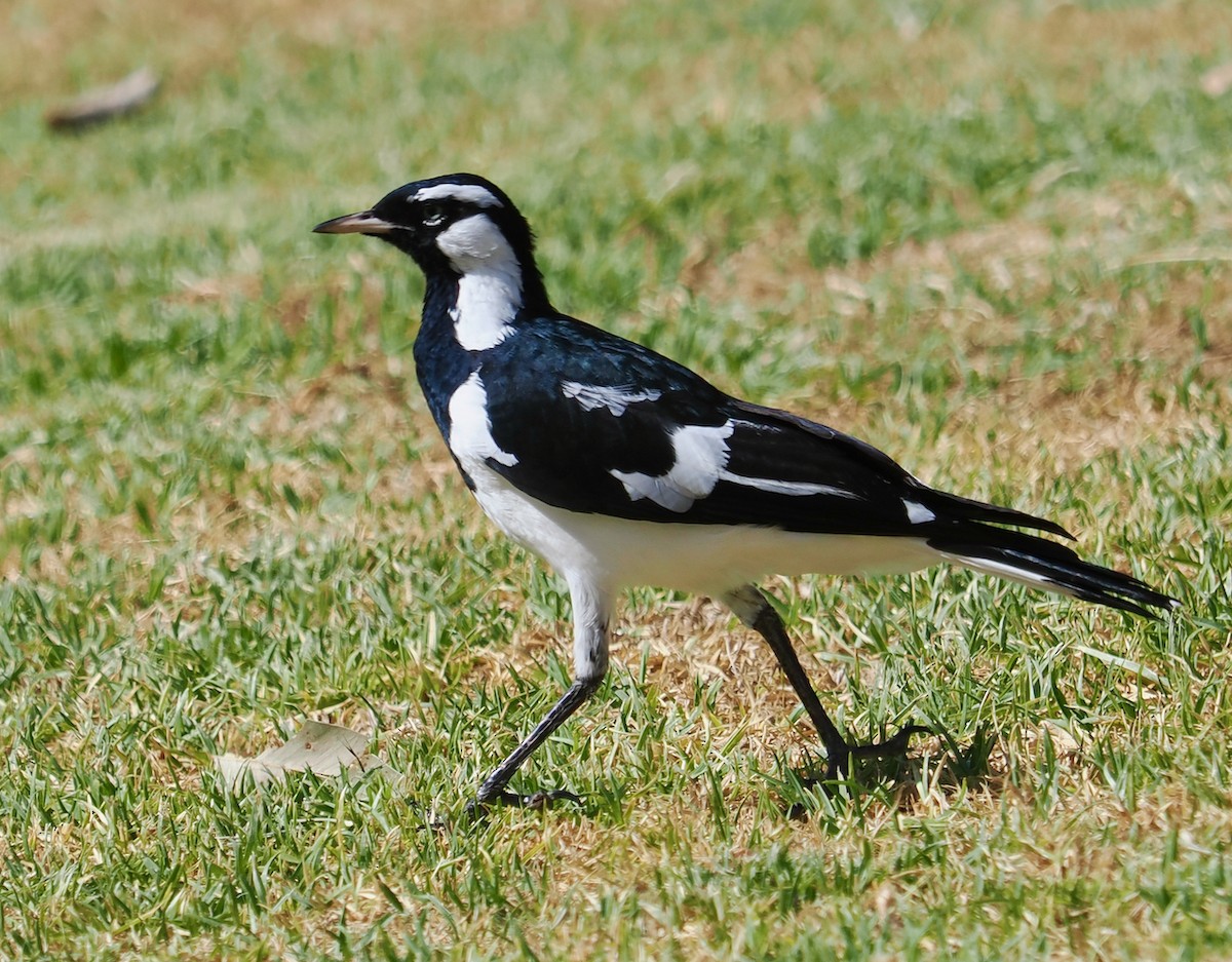 Magpie-lark - ML649048688