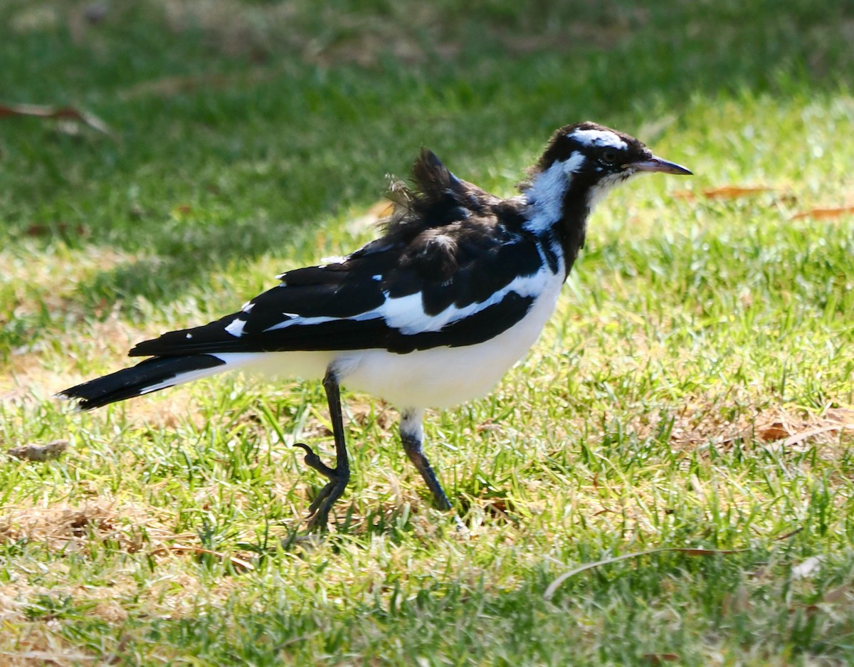 Magpie-lark - ML649048689