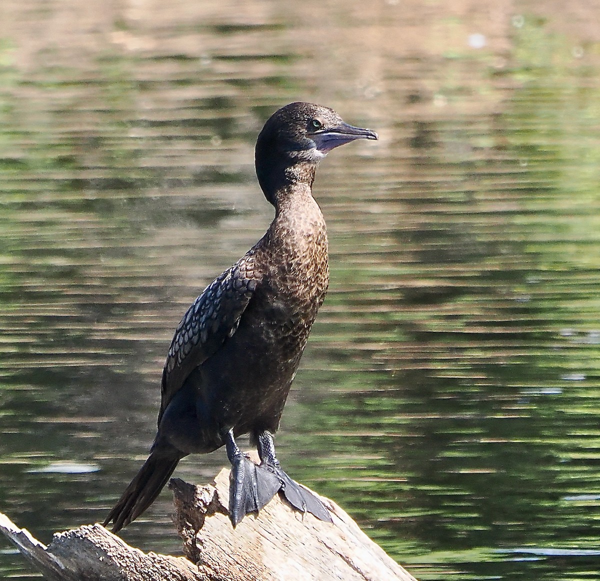 kormorán australský - ML649048720