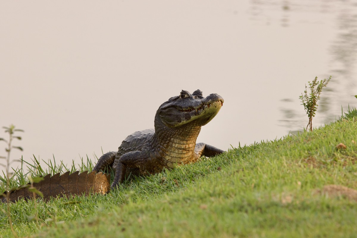 Yacare Caiman - ML649048762