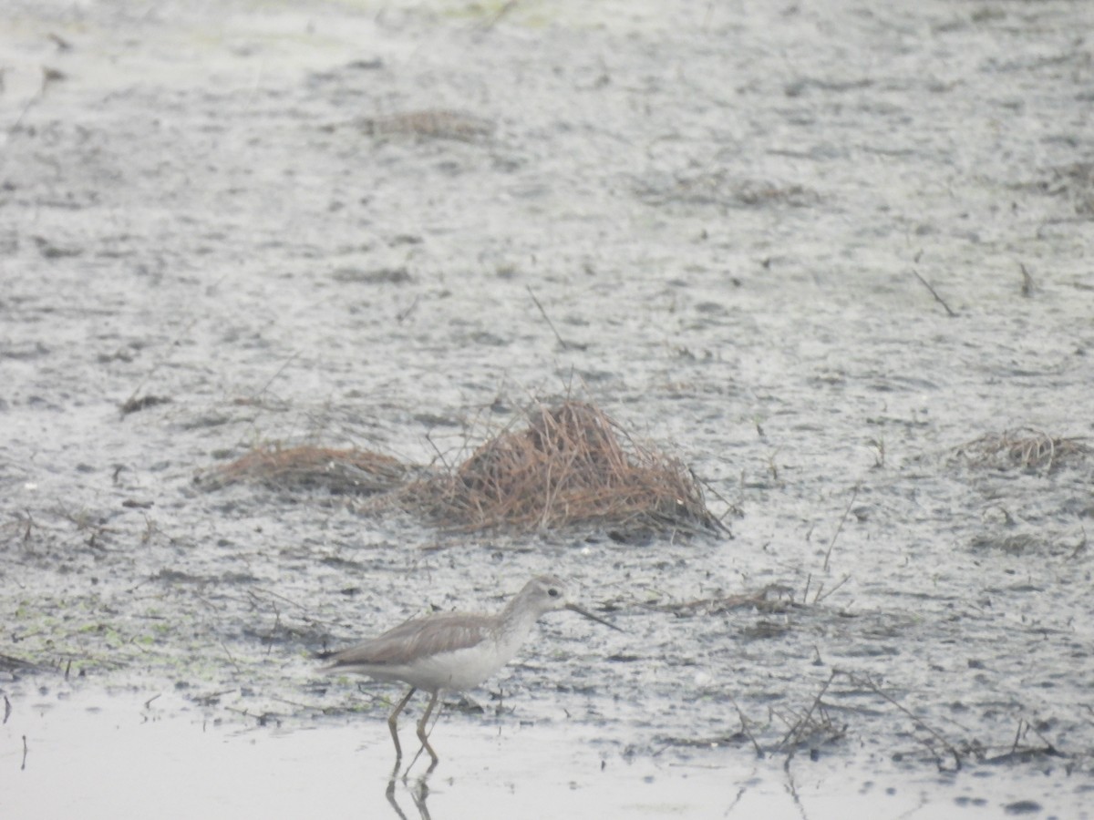 Archibebe Fino - ML649049014