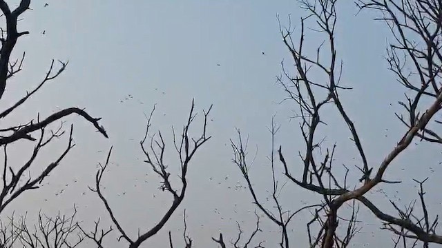 skjeand - ML649049205