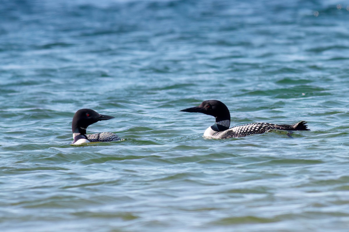 Common Loon - ML649049229