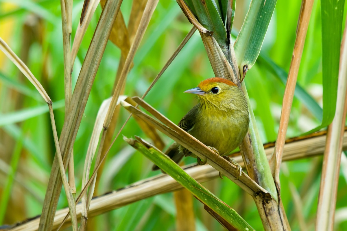 Rotkopf-Buschtimalie - ML649049268