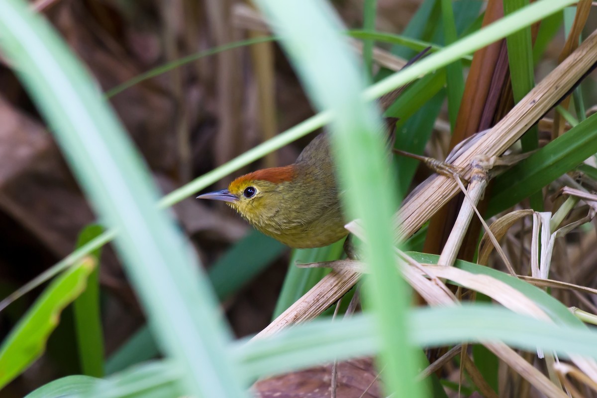 Rotkopf-Buschtimalie - ML649049269