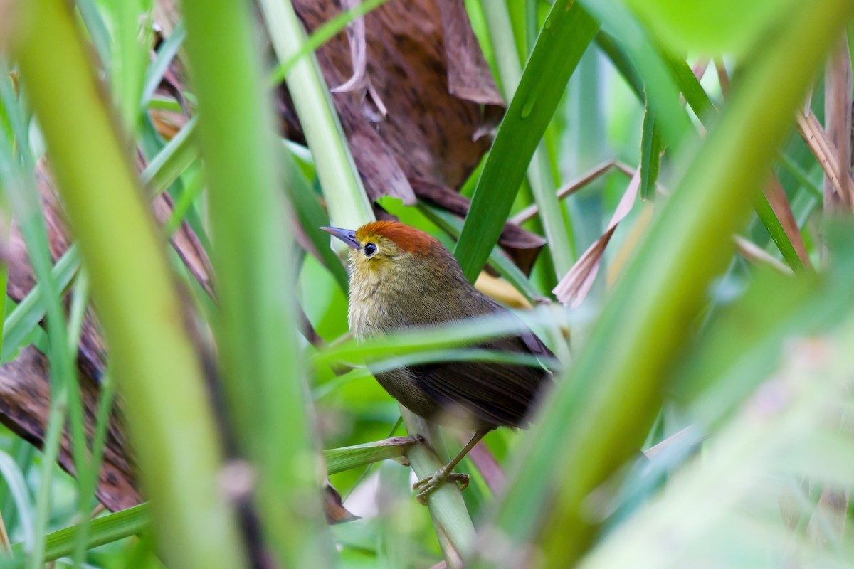 Rotkopf-Buschtimalie - ML649049270