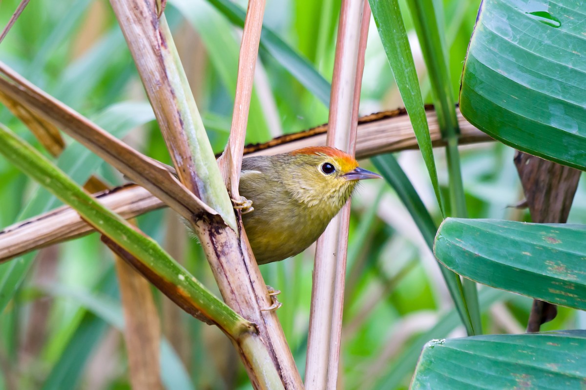 Rotkopf-Buschtimalie - ML649049271