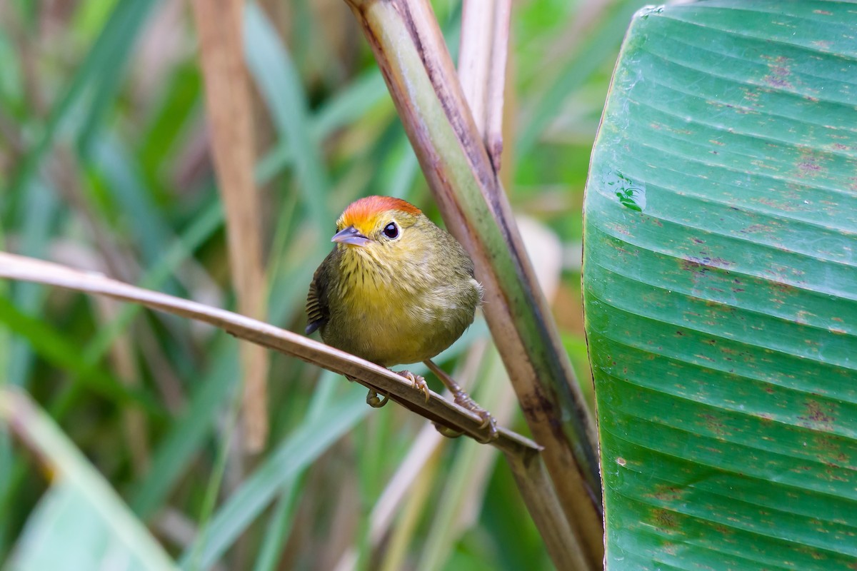 Rotkopf-Buschtimalie - ML649049272