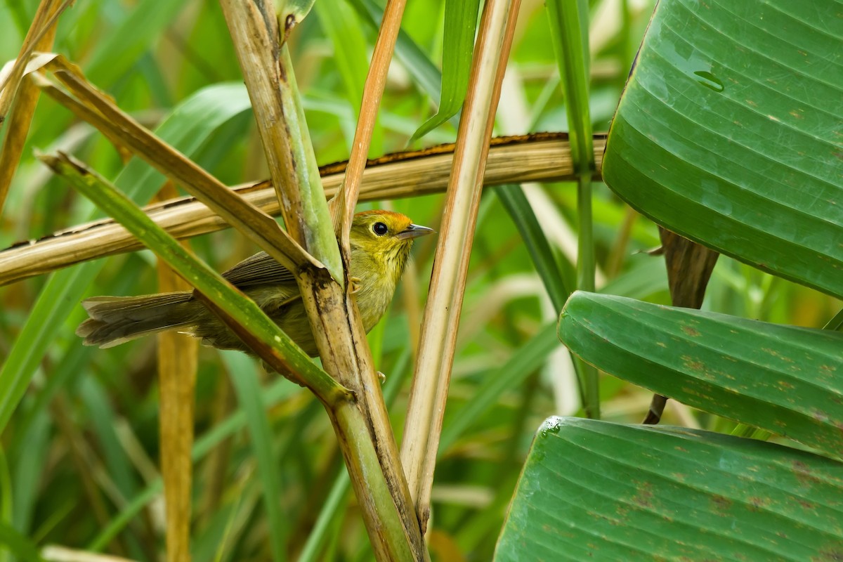 Rotkopf-Buschtimalie - ML649049275