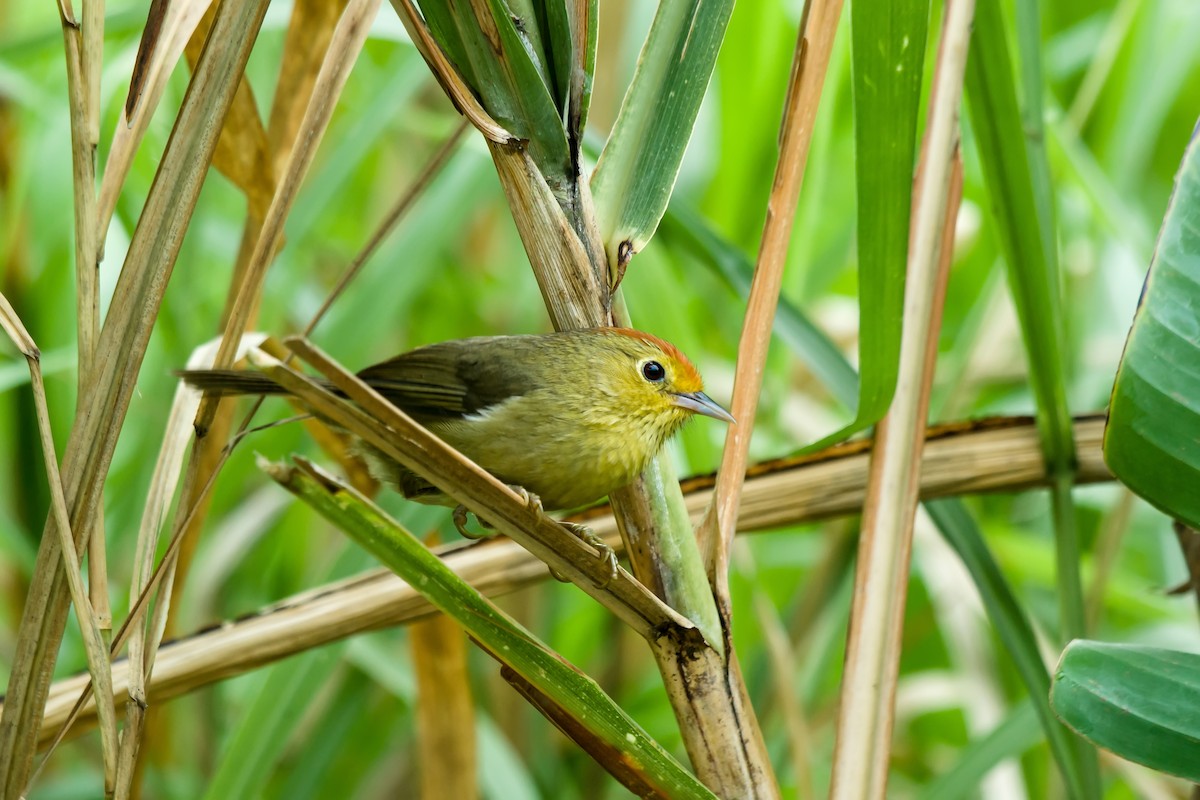 Rotkopf-Buschtimalie - ML649049276