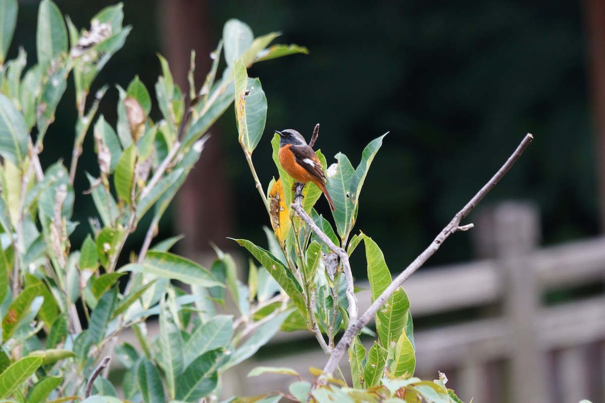 Spiegelrotschwanz - ML649049281