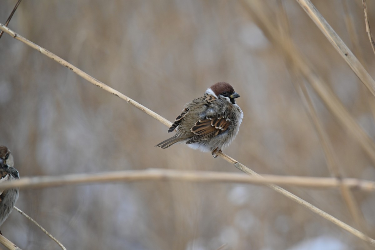 Feldsperling - ML649049286