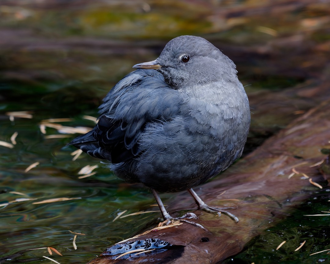 Grauwasseramsel - ML649049287